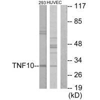 CD253