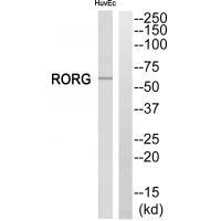 RORG