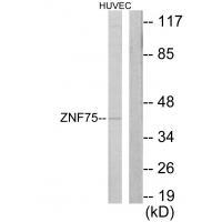 ZNF75
