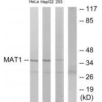 MAT1