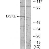 DGKE