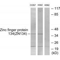 ZNF134