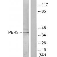 PER3