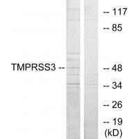TMPRSS3