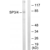 SP3/4