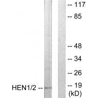 HEN1/2