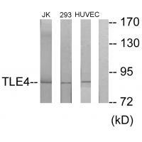 TLE4