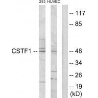 CSTF1