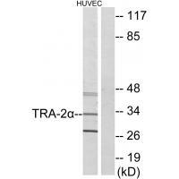 TRA-2α