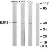 E2F2