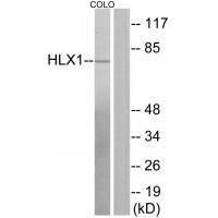 HLX1