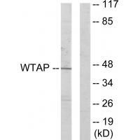 WTAP
