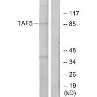 TAF5