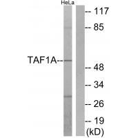 TAF1A