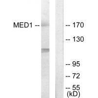 MED1
