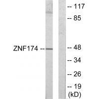 ZNF174