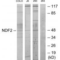 NDF2