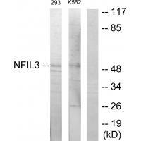 NFIL3