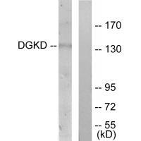 DGKD