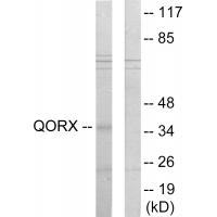 QORX