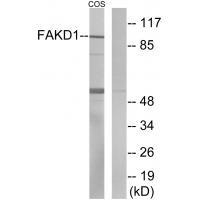 FAKD1