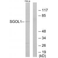 SGOL1