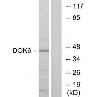 DOK6