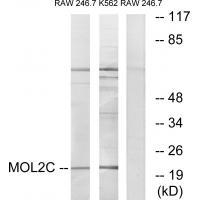 MOL2C