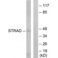 STRAD
