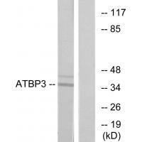 ATBP3