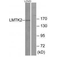 LMTK2