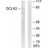 DCLK2