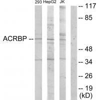 ACRBP