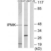 IPMK