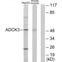 ADCK3