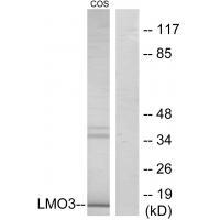 LMO3