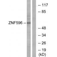 ZNF596