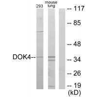 DOK4