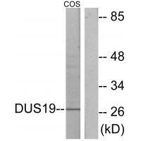 DUS19