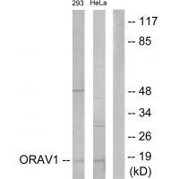 ORAV1