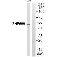 ZNF688