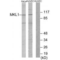 MKL1