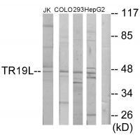 TR19L