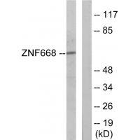 ZNF668