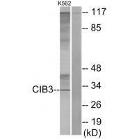 CIB3