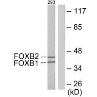 FOXB1/2