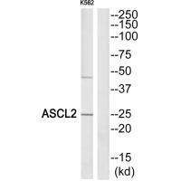 ASCL2