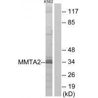 MMTA2