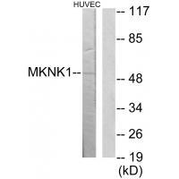 MKNK1