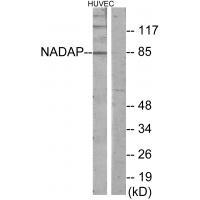 NADAP